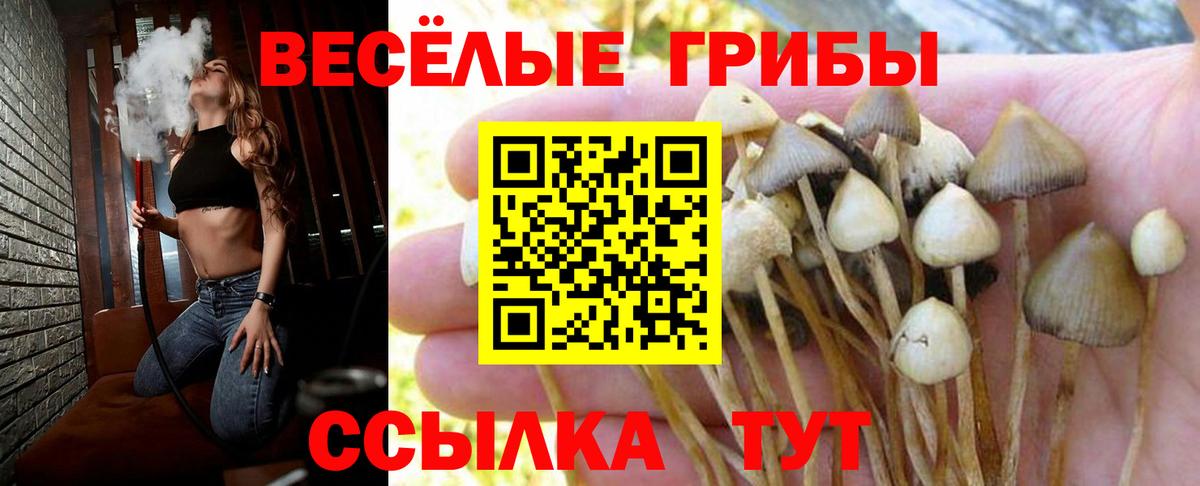 Псилоцибиновые грибы GOLDEN TEACHER  Галлюциногенные грибы Psilocybe  Амурск  Вход с VPN 